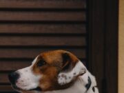 short-coated white and brown puppy