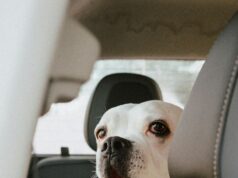 Pet Safety First: Keep Your Pets Cool When Temperatures Spike