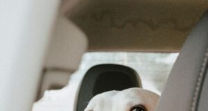 Pet Safety First: Keep Your Pets Cool When Temperatures Spike