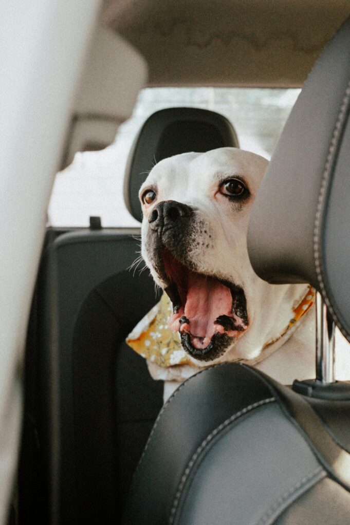 pexels-kelly-31219489 Pet Safety First: Keep Your Pets Cool When Temperatures Spike
