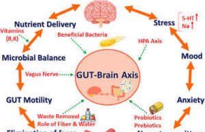 The Mind-Gut-Sex Axis: How Your Microbiome Influences Your Mood and Intimate Health The Mind-Gut-Sex Axis: How Your Microbiome Influences Your Mood and Intimate Health