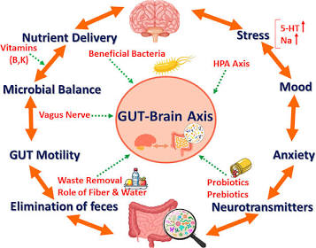 The Mind-Gut-Sex Axis: How Your Microbiome Influences Your Mood and Intimate Health The Mind-Gut-Sex Axis: How Your Microbiome Influences Your Mood and Intimate Health